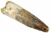 Fossil Spinosaurus Tooth - Real Dinosaur Tooth #316824-1